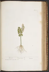 Levy 420, "A Curious Herbal"