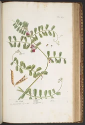 Levy 429, "A Curious Herbal"