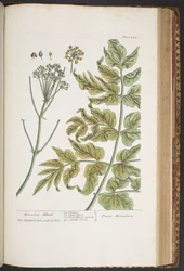 Làmina 434, de "Una herba curiosa" finlandesa