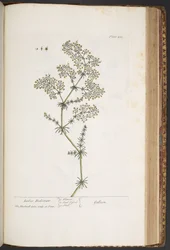 Levy 435, Ladies Bedstraw, "A Curious Herbal"