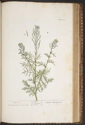 Levy 440, "A Curious Herbal"