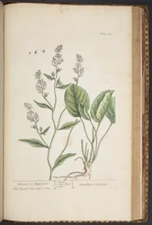 Levy 448, "A Curious Herbal"