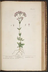 Levy 452, "A Curious Herbal"