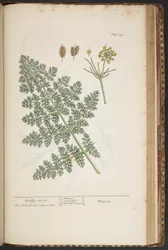 Levy 459, "A Curious Herbal"