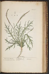 Levy 460, "A Curious Herbal"