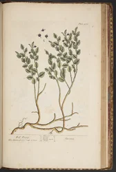 Levy 463, "A Curious Herbal"