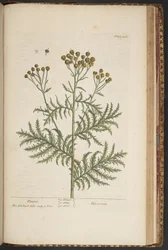 Levy 464, "A Curious Herbal"