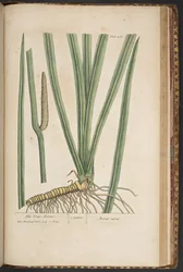 Levy 466, "A Curious Herbal"