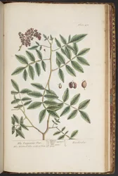 Levy 478, "A Curious Herbal"