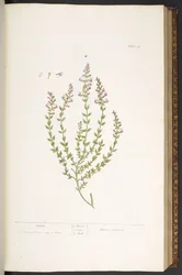 Levy 47, Marum, "A Curious Herbal"