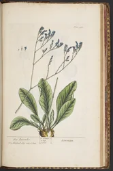 Làmina 481, de "Una herba curiosa" finlandesa