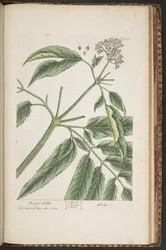 Levy 488, "A Curious Herbal"