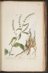 Levy 491, "A Curious Herbal"