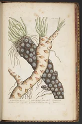 Levy 498, "A Curious Herbal"