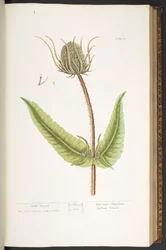 Levy 50, Wild Teasel, "A Curious Herbal"