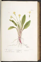 Levy 52, Primrose, "A Curious Herbal"