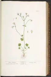 Levy 56, White Saxifrage, "A Curious Herbal"