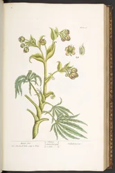 Levy 57, Karhun jalka, "A Curious Herbal"