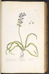 Levy 61, hyasintti tai jäniskellot, "A Curious Herbal"