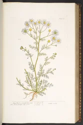 Levy 67, "A Curious Herbal"