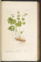 Levy 72, "A Curious Herbal"