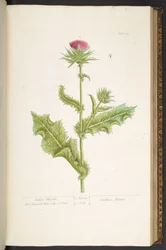 Levy 79, Ladies Thistle, "A Curious Herbal"