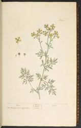 Levy 7, Rue, "A Curious Herbal"