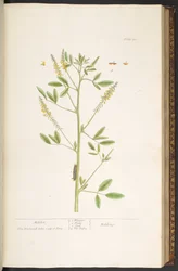 Levy 80, "A Curious Herbal"