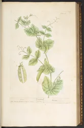 Levy 83, "Utelias yrtti"