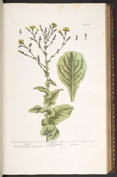 Levy 88, "A Curious Herbal"