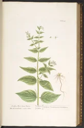 Levy 96, "A Curious Herbal"