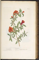 Levy 97, "A Curious Herbal"