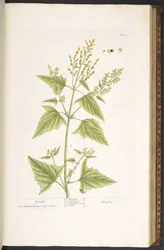 Levy 99, "A Curious Herbal"