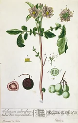 Perunakasvi ja hedelmä, Herbarium Blackwellianumin lautanen, julkaistu 1757 Nürnbergissä, Saksassa (värikaiverrus)