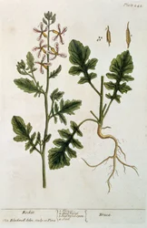 Raketti, levy 242 julkaisusta "A Curious Herbal", julkaistu 1782 (värikaiverrus)