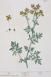 Rue, levy 7 teoksesta "A Curious Herbal", julkaistu 1782 (värikaiverrus).
