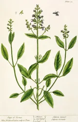 Salviam teoksesta "A Curious Herbal", 1782 (värikaiverrus)