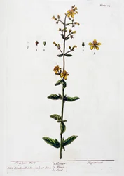 Mäkikuisma, 1782