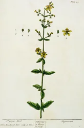 Mäkikuisma, levy 15 julkaisusta "A Curious Herbal", julkaistu 1782 (värikaiverrus)