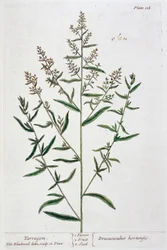Tarragon, 1782
