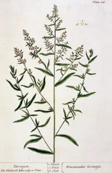 Tarragon, levy 116 kirjasta "A Curious Herbal", julkaistu 1782 (värikaiverrus)