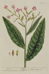 Tupakka, laatta 146 teoksesta "A Curious Herbal", julkaistu 1782 (värikaiverrus).