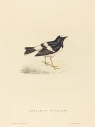 Enicurus Scouleri (Little Forktail)