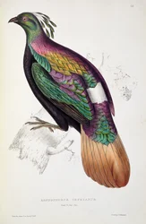 Himalajanloistofasaani, teoksesta "Sata vuotta Himalajan vuoriston lintuja", 1830-32, John Gouldin (1804-41) mukaan