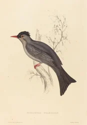 Hypsipetes psaroides (mustabulbuli)