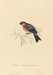 Pyrrhula Erythrocephala (punatukkainen härkä)