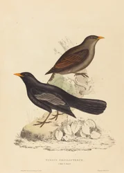 Turdus Poecilopterus (atsteekkien rastas)