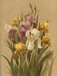 Fleur De Lis, nro 3