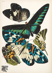 Lauta 10, Butterflies, pub. 1925 (stensiiliprintti)