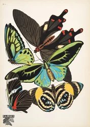 Làmina 1, de Butterflies, pub. 1925 (impressió de plantilla) finlandès
